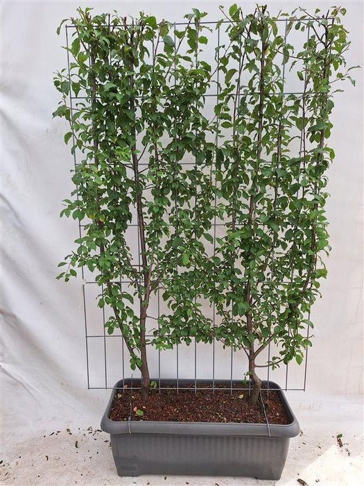 Prunus Domestica 'Opal' - Pruimenboom - Kant-en-Klaar Haag - 120 x 180 cm