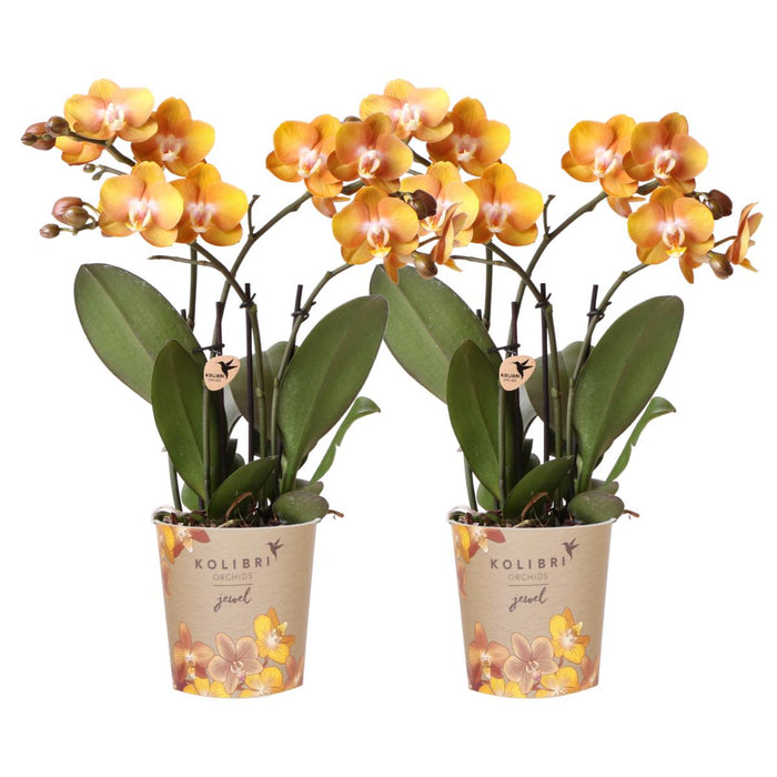 Oranje Phalaenopsis orchideeën - Las Vegas - 2x - Ø12cm - Bloeiende kamerplant