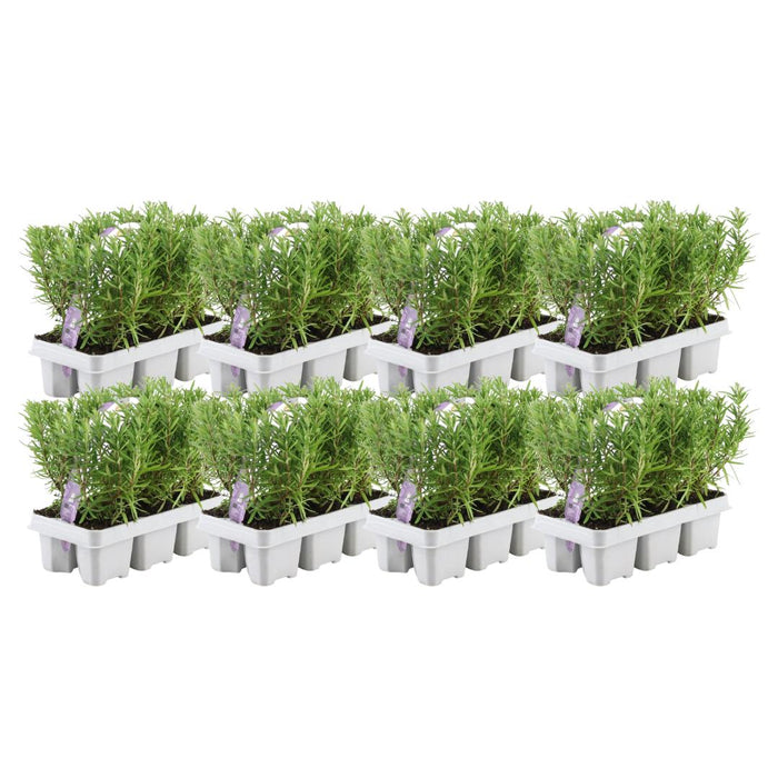 Rosmarinus Officinalis - 48 x ↕20cm - Ø7cm - 8x6 pack - 48x