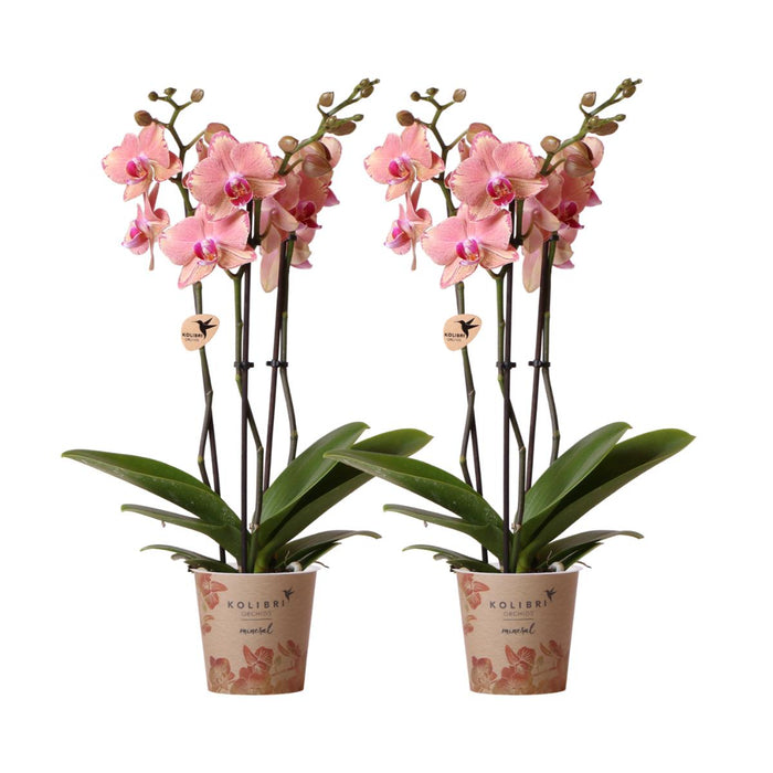 Roze / Oranje Phalaenopsis orchideeën - Pirate Picotee - 2x - Ø12cm - Bloeiende kamerplant