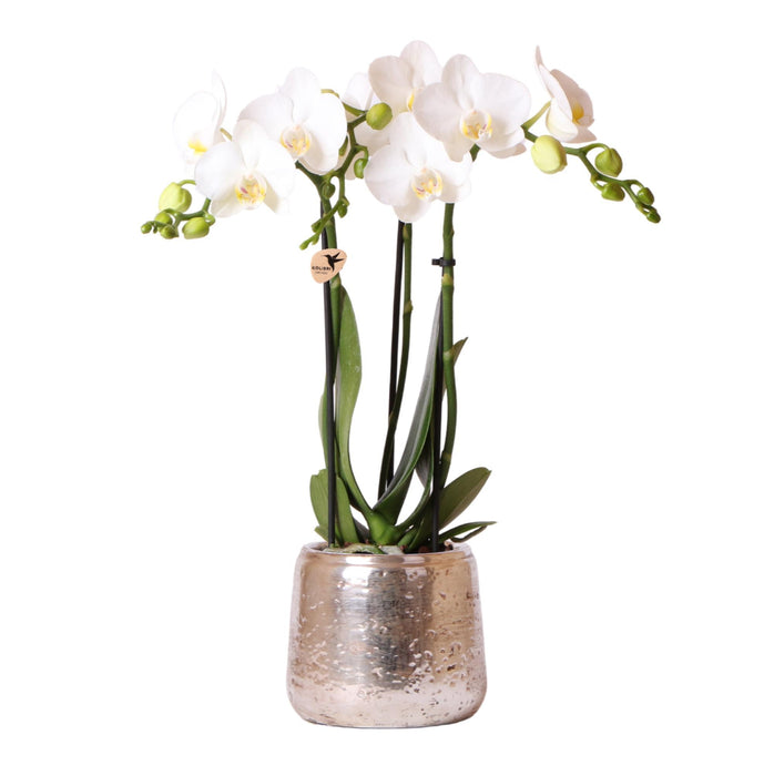 Witte Phalaenopsis orchidee – Amabilis + Luxury sierpot zilver – Ø9cm – ↕40cm - Bloeiende kamerplant in bloempot
