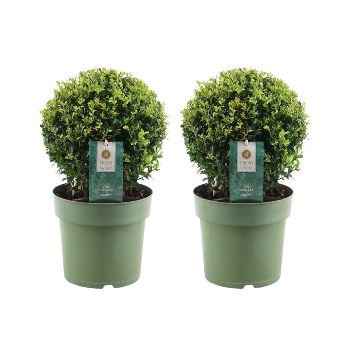 Ilex crenata 'Jenny' bol - ↕30cm - Ø20cm - 2x