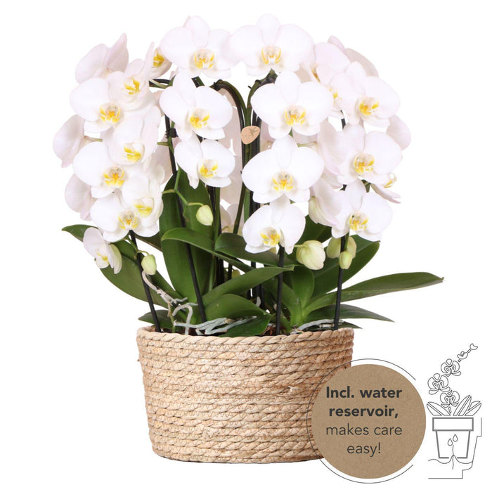 Witte orchideeënset in Reed Basket incl. waterreservoir | drie gebogen witte orchideeën Niagara Fall 12cm | Mono Bouquet wit met zelfvoorzienend waterreservoir