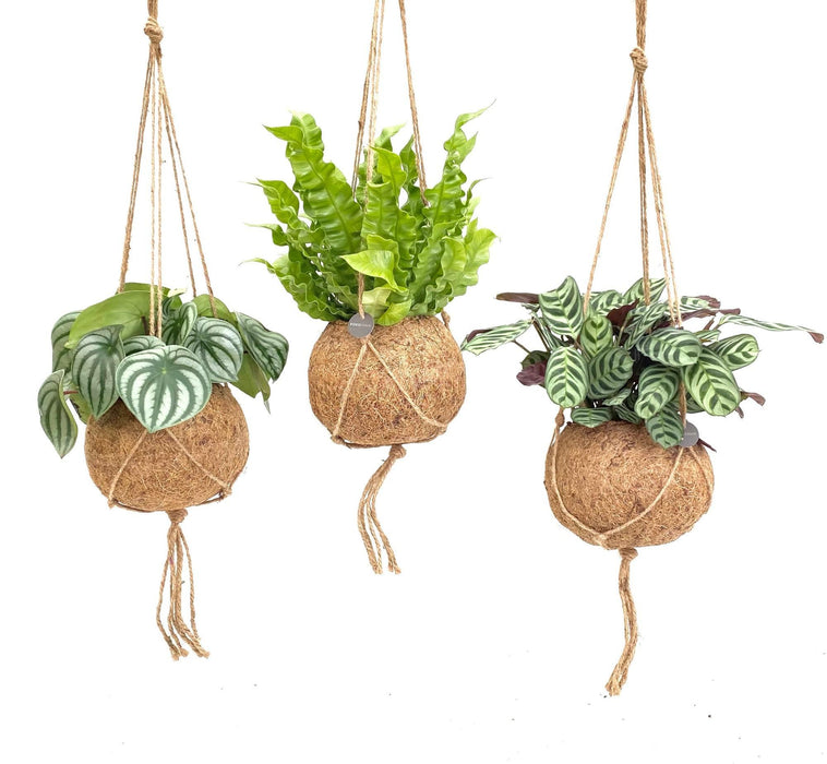 Kokodama Jungle Mix - 3x - ↕28cm - Ø17cm