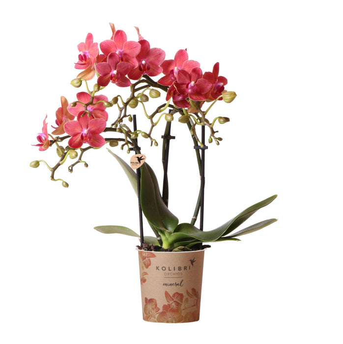 Rode Phalaenopsis orchidee - Congo - Ø9cm - Bloeiende kamerplant