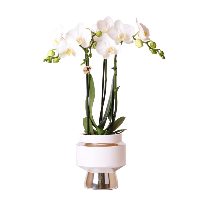 Witte Phalaenopsis orchidee – Amabilis + Le Chic sierpot zilver – Ø9cm – ↕40cm - Bloeiende kamerplant in bloempot