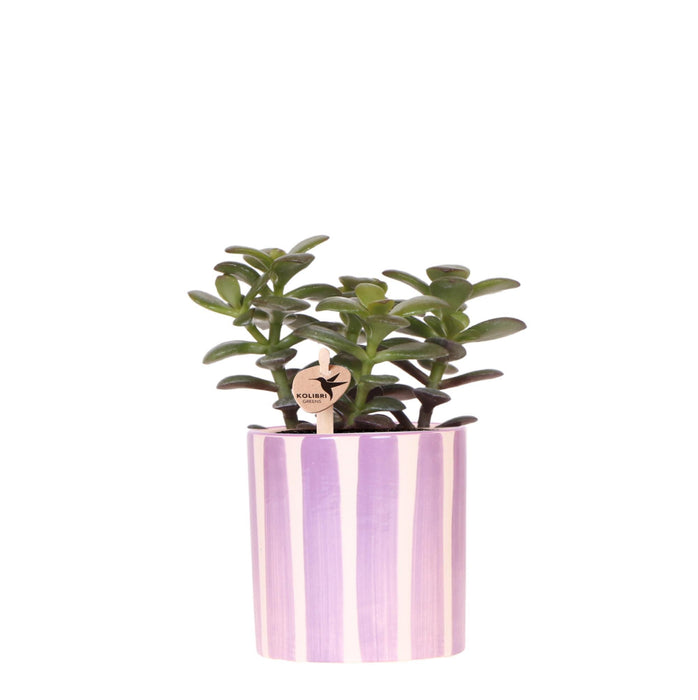 Crassula Minor + Painted Stripe pot lila - Vetplant - Ø9cm | Kolibri Greens - bloeiende kamerplant