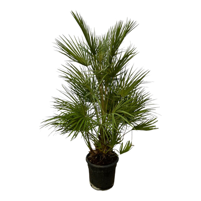 Chamaerops Humilis struik - Dwergpalm - ↕130cm - Ø24cm