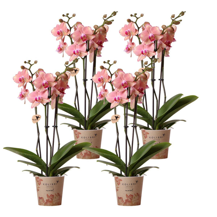 Phalaenopsis orchideeën - Pirate Picotee - 4x - Ø12cm - Bloeiende kamerplant