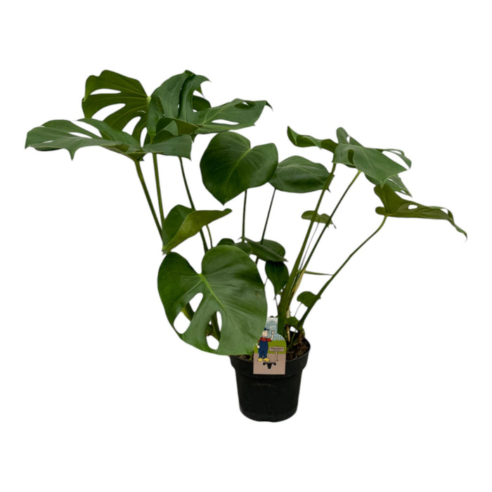 Monstera Deliciosa - ↕75cm - Ø21cm - Gatenplant