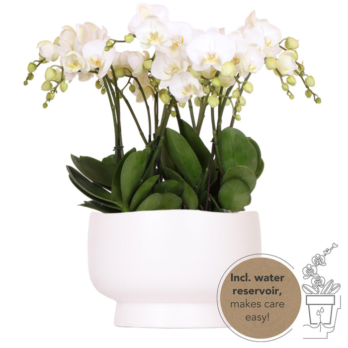 Witte orchideeënset in Scandic dish incl. waterreservoir | drie witte orchideeën Ghent 12cm | Mono Bouquet wit met zelfvoorzienend waterreservoir