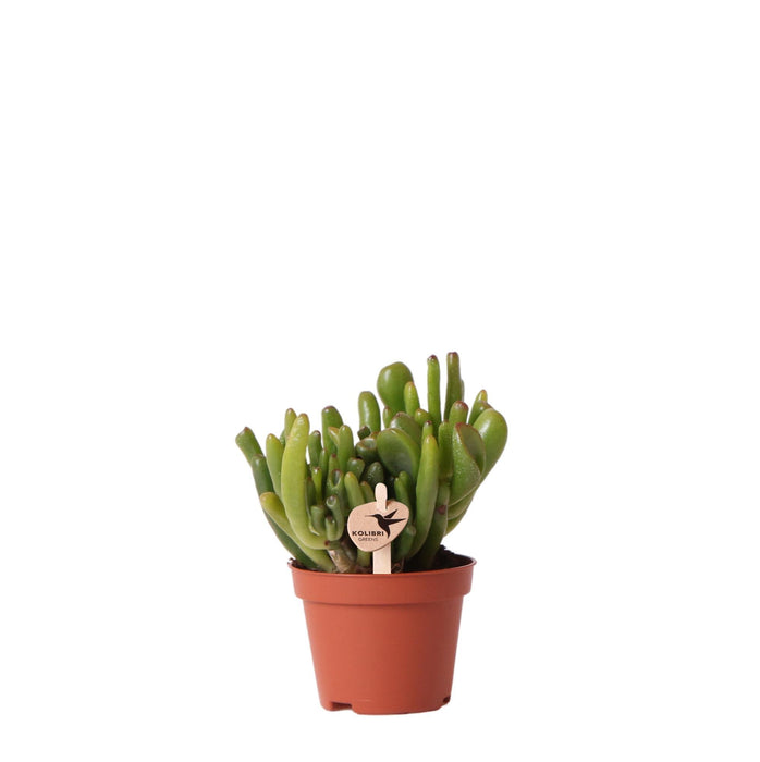 Crassula Hobbit - Vetplant - Ø6cm - Kolibri Greens