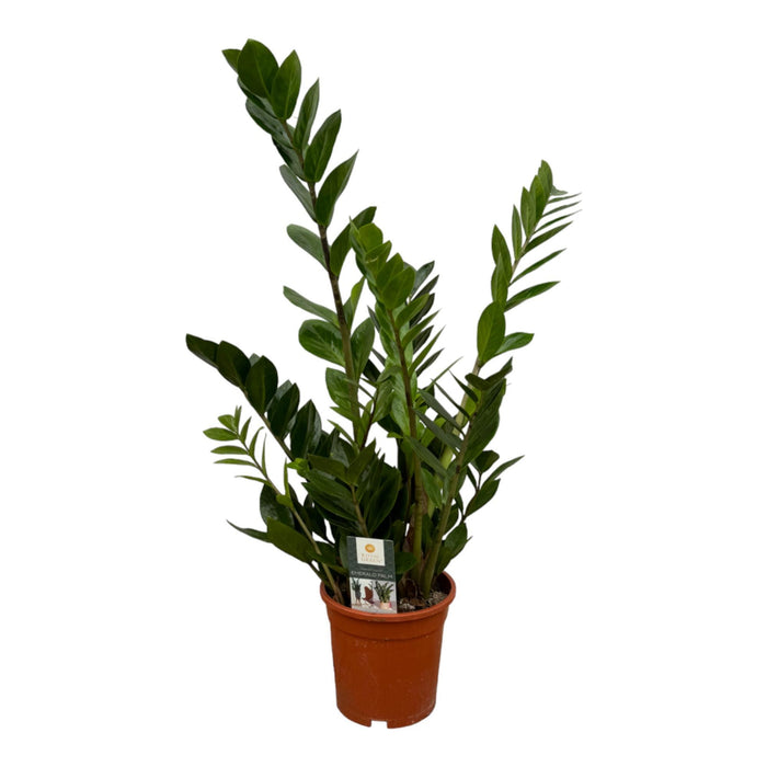 Zamioculcas - ZZ Plant - ↕75cm - Ø17cm