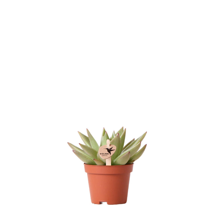 Echeveria Miranda - Vetplant - Ø6cm - Kolibri Greens