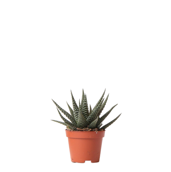 Haworthia Royal Highnness - Vetplant - Ø6cm - groene kamerplant - Kolibri Greens