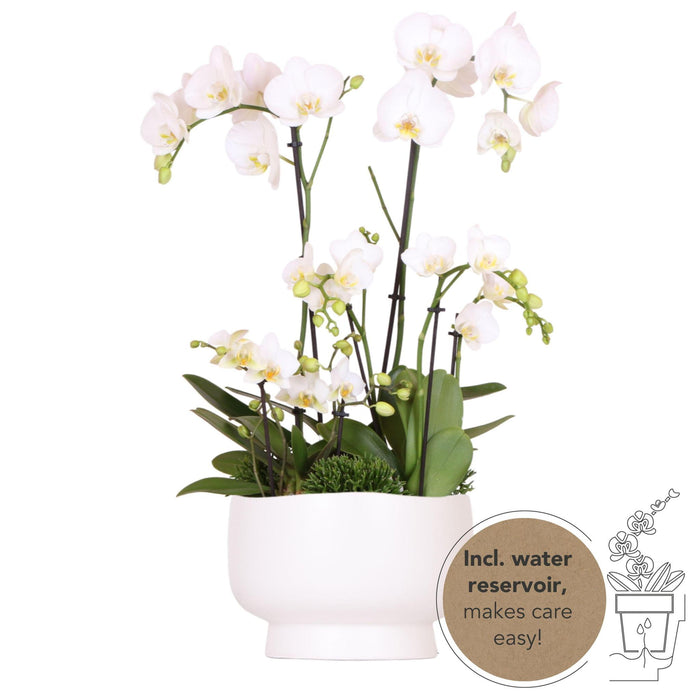 Witte plantenset in Scandic dish incl. waterreservoir | drie witte orchideeën en drie groene planten Rhipsalis | Field Bouquet wit met zelfvoorzienend waterreservoir.