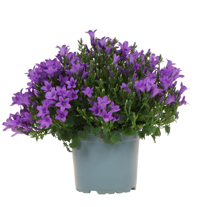 Campanula Addenda - Klokjesbloem purple Ø12cm - vaste plant - winterhard - Purple