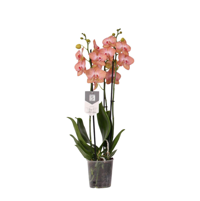 Phalaenopsis Ravello - 3 tak - ↕60cm - Ø12cm