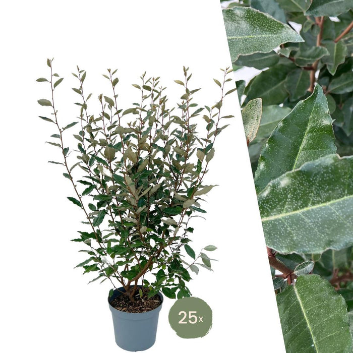 Olijfwilg planten voor 10 strekkende meter haag - ↕100-125 cm in 12 liter pot - 25x