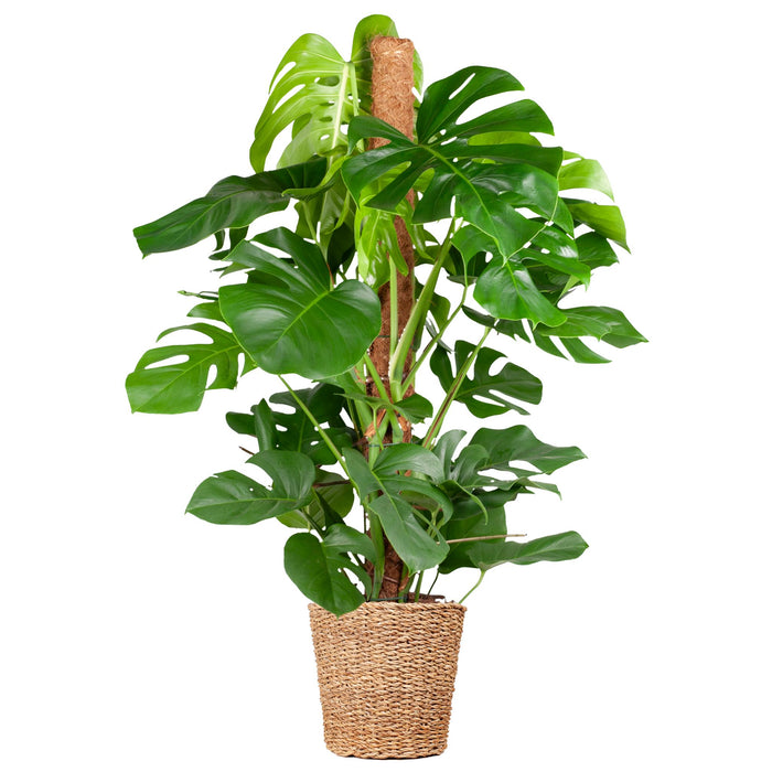 Monstera Deliciosa XL met mand Torun - ↕120cm - Ø24cm - Gatenplant