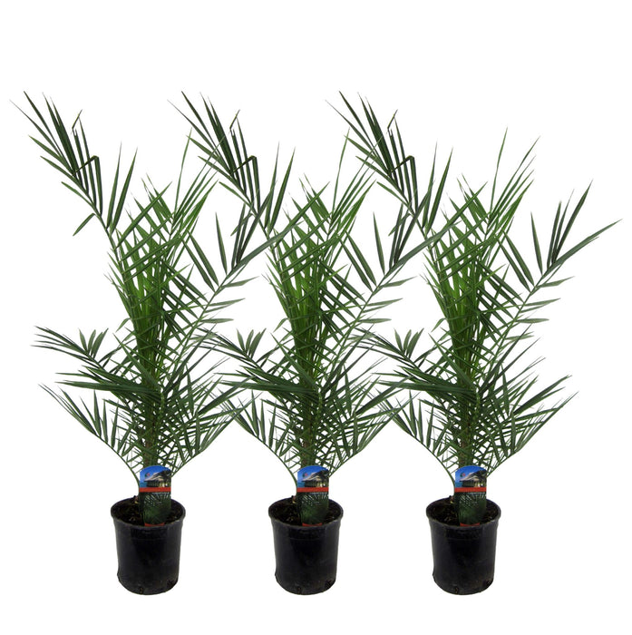 Phoenix Canariensis - Canarische Dadelpalm - ↕80cm - Ø15cm - 3x