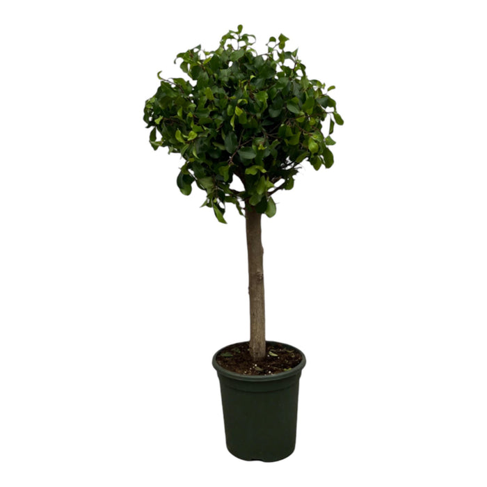 Ficus Nitida (Moclame) stam - ↕120cm - Ø33cm