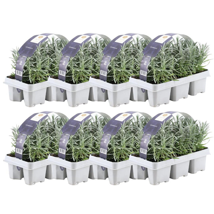 Lavendel Angustifolia - 48 x ↕15cm - Ø7cm - 8 x 6 pack