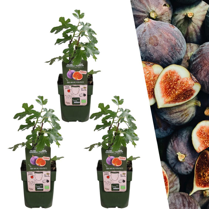 Vijgenbomen Biologisch - ↕20cm - Ø13cm - 3x