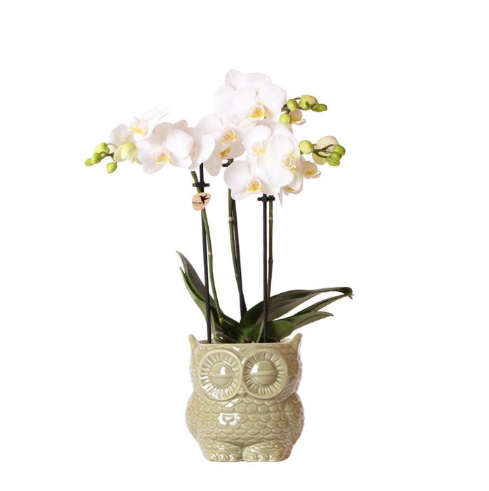 Witte Phalaenopsis orchidee – Amabilis + Owl sierpot groen – Ø9cm – ↕40cm - Bloeiende kamerplant in bloempot