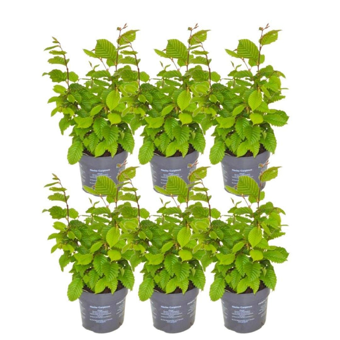 Haagbeuk 1 meter - Carpinus Betulus - Set van 6 winterharde haagplanten - Bladverliezende haag