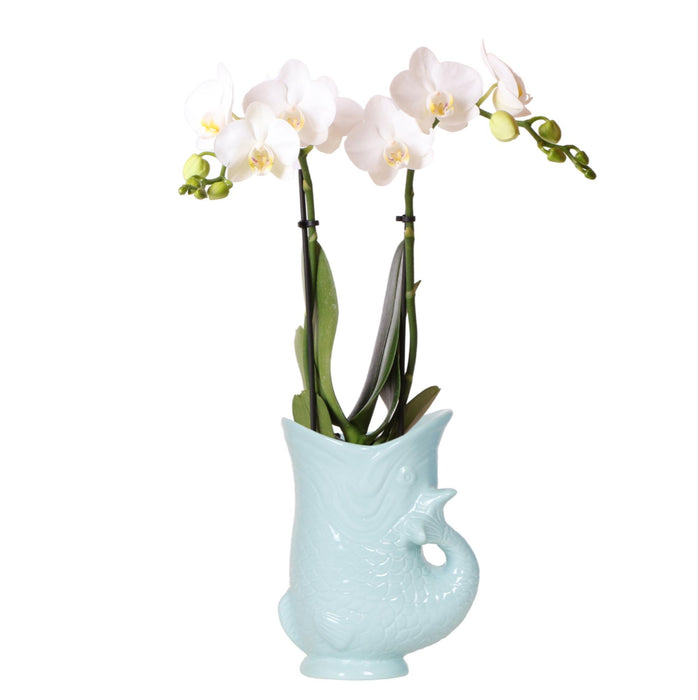 Witte Phalaenopsis orchidee - Amabilis + Fish pot turqoise - Ø9cm - Bloeiende kamerplant