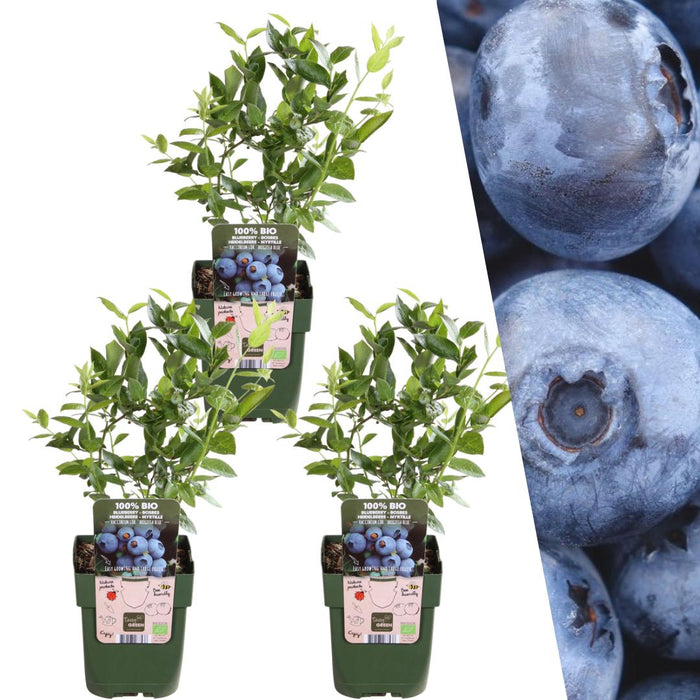 Bosbessenplanten - Vaccinium Corymbosum - ↕20cm - Ø13cm - 3x