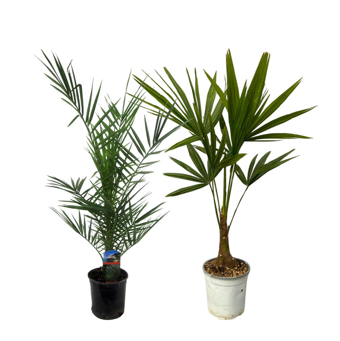 Phoenix Canariensis - ↕80cm - Ø15cm + Trachycarpus Fortuneii - ↕100cm - Ø18cm