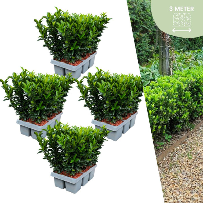 Euonymus 'Green Spire' - Buxus Vervanger - ↕15cm - Ø7cm - 24x