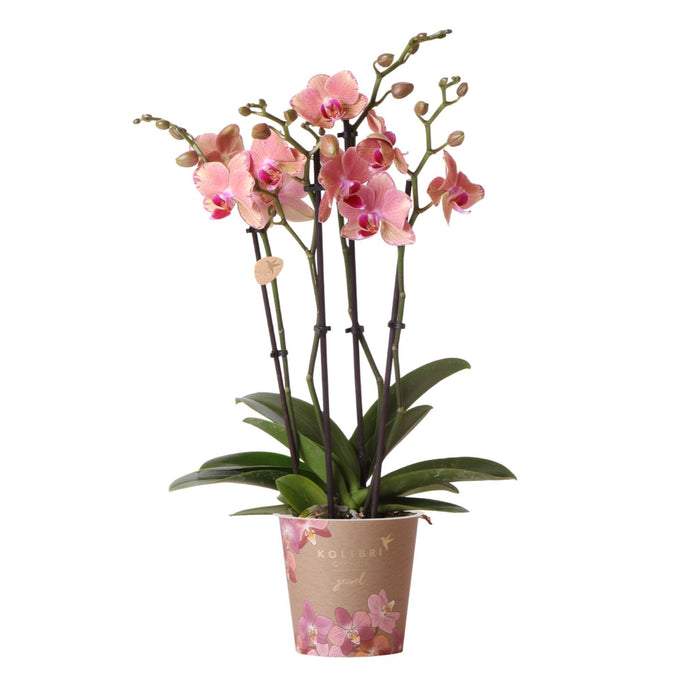 Oranje roze Phalaenopsis orchidee - Jewel Pirate Picotee - Ø12cm - Bloeiende kamerplant