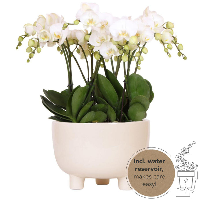 Witte plantenset in Gummy dish incl. waterreservoir | drie witte orchideeën | Mono Bouquet wit met zelfvoorzienend waterreservoir