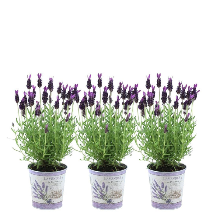 Lavandula stoechas Anouk® in 'Lavendelprint' sierpot - Ø13cm - Franse Lavendel - 3x