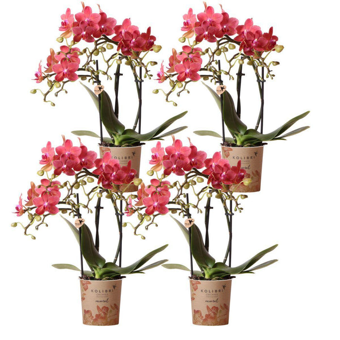 Oranje Phalaenopsis orchideeën - Congo - 4x - Ø9cm - Bloeiende kamerplant