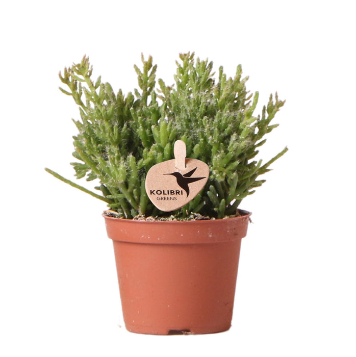 Rhipsalis Mesembryanthemoides - Vetplant - Groene kamerplant - Ø6cm - Kolibri Greens