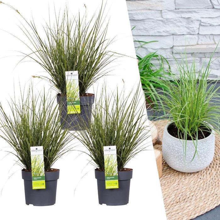 Carex brunnea Variegata - Zegge - ↕25cm - Ø14cm - 3x