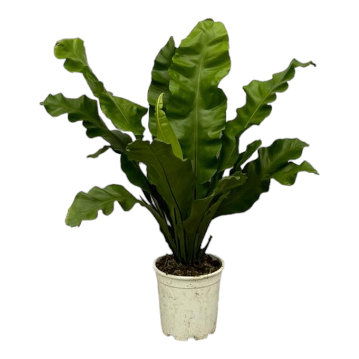 Asplenium Nidum - ↕80cm - Ø21cm - Nestvaren