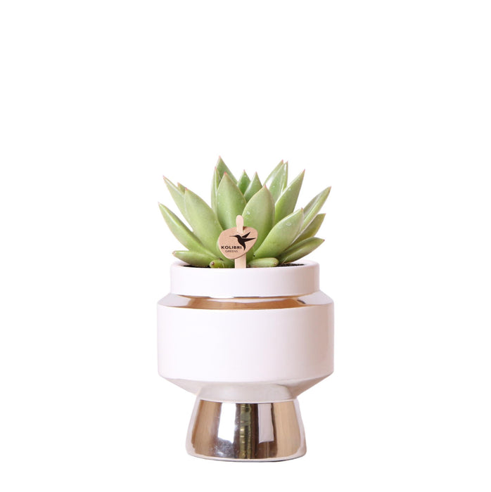 Echeveria Miranda in Le Chic pot zilver - Ø9cm - Kolibri Greens