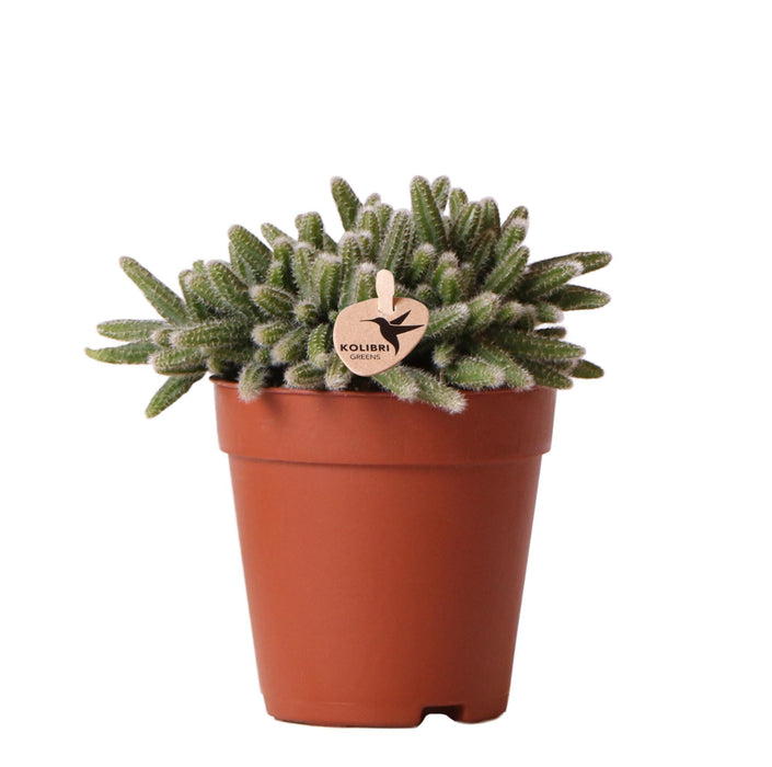 Rhipsalis Baccifera Horrida - Vetplant - Ø9cm - groene kamerplant - Kolibri Greens