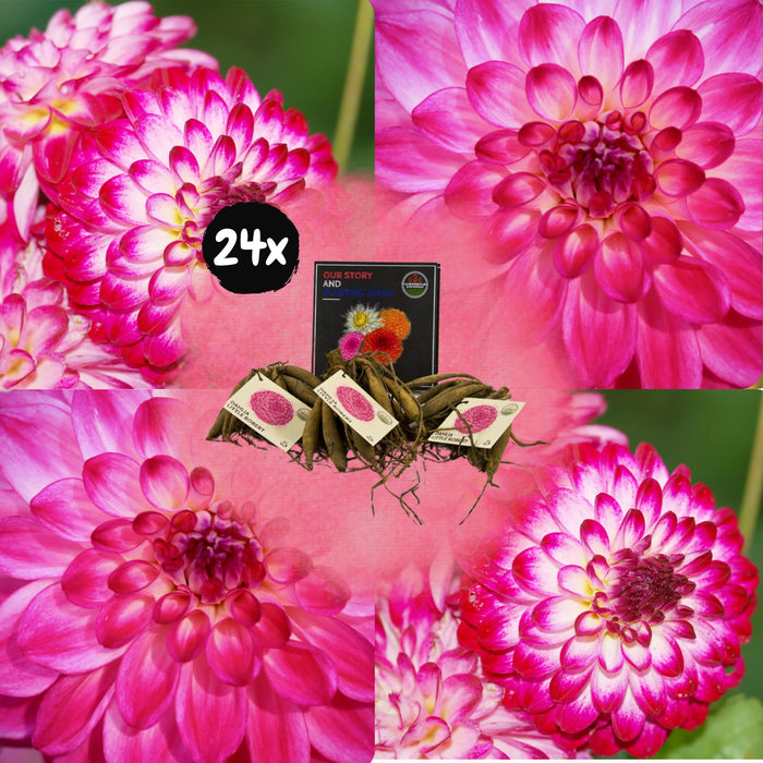 Dahlia Bollen | 24 dahlia little robert knollen voor 4m², ronde en opgekrulde bloemblaadjes