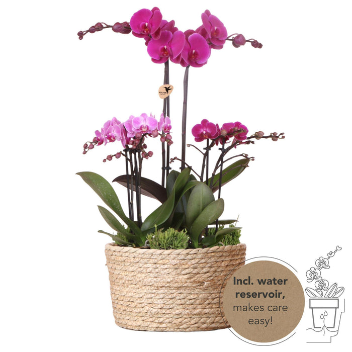 Paarse plantenset in Reed Basket incl. waterreservoir - Drie paarse orchideeën en drie groene planten Rhipsalis - Field Bouquet paars met zelfvoorzienend waterreservoir