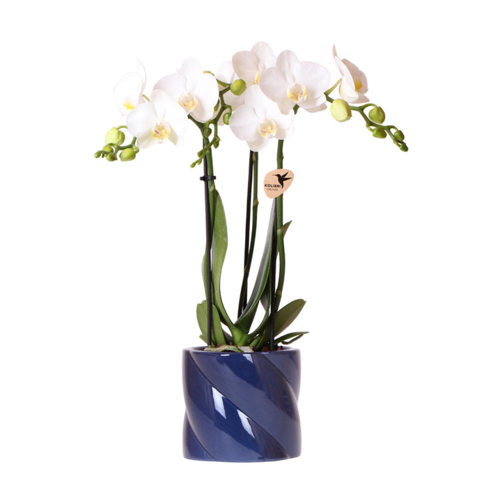 Witte orchidee Amabilis + Candy sierpot blauw - Ø9cm - Bloeiende kamerplant