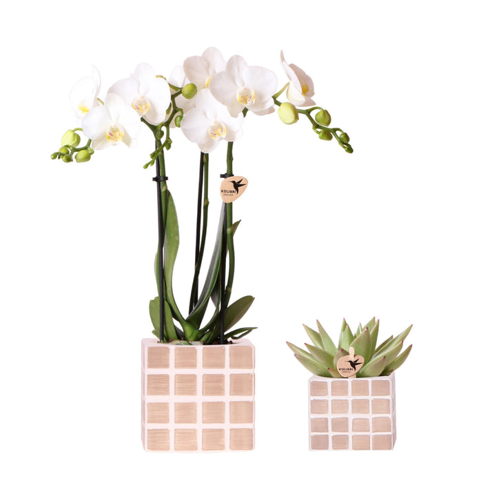 Witte orchidee Amabilis en succulent in Mosa sierpotten bruin - Set - Ø9cm & Ø6cm - Bloeiende kamerplant