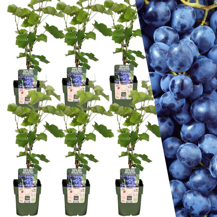 Druivenplanten Biologisch - ↕20cm - Ø13cm - 6x