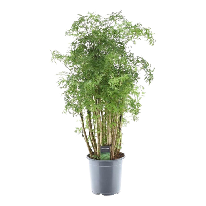 Polyscias Hawaiiana Ming - Aralia - ↕100cm - Ø24cm