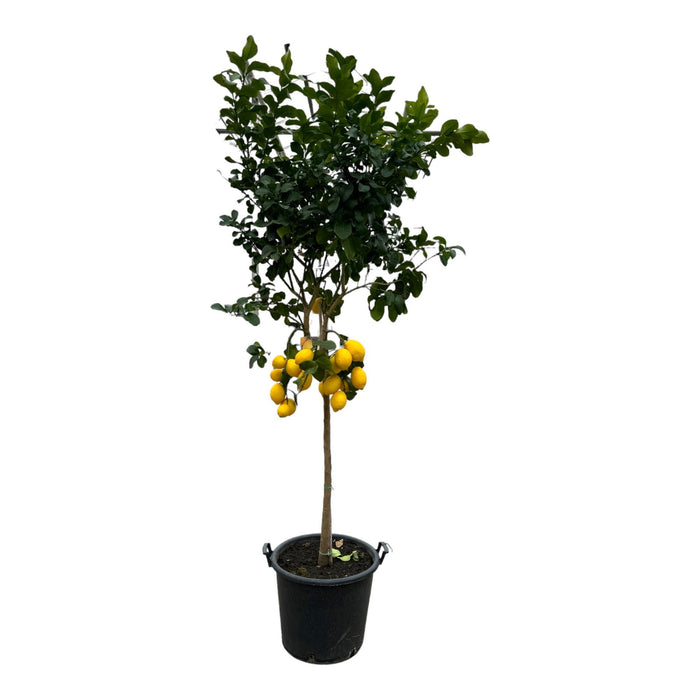 Citrus Lemon - Citroenboom - ↕260cm - Ø50cm